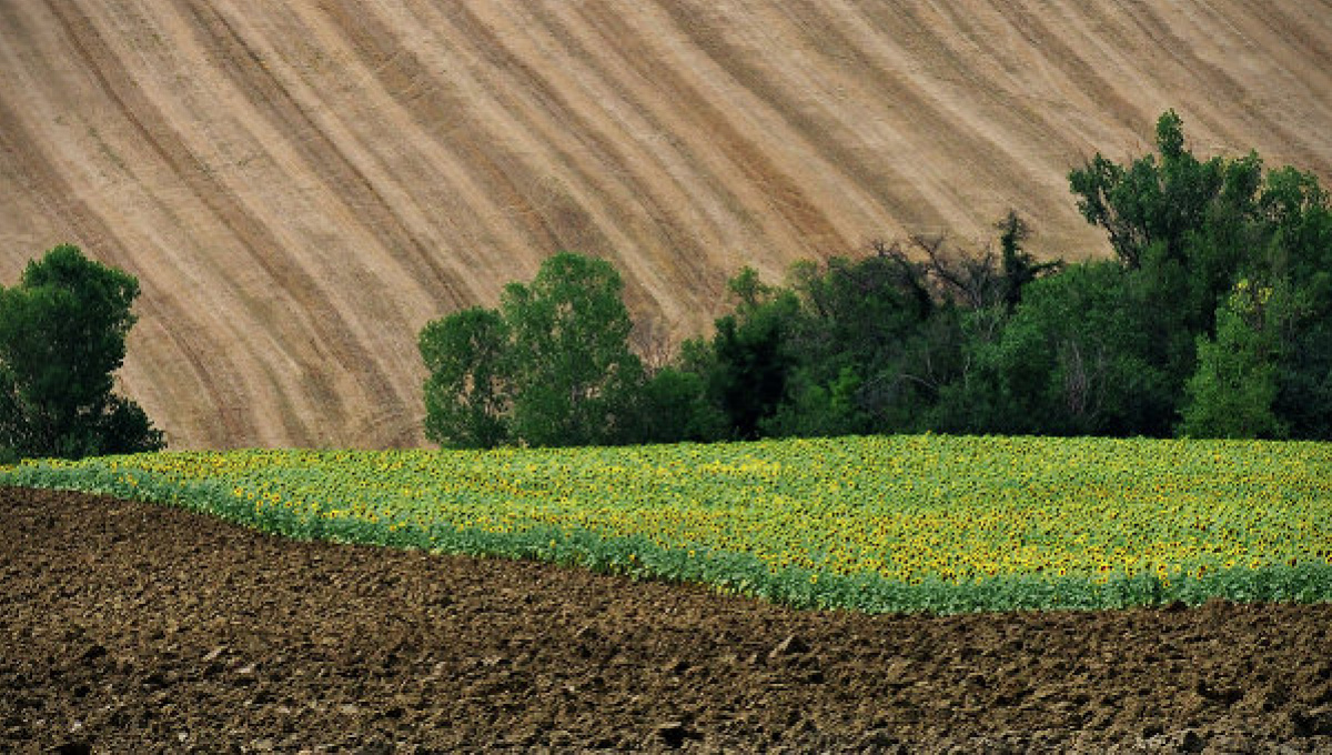 Какой должна быть земельная реформа в Украине?