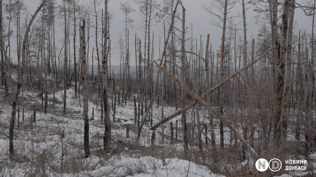 Уничтоженный войной лес в Донецкой области. Фото: Дмитрий Глушко / Новости Донбасса