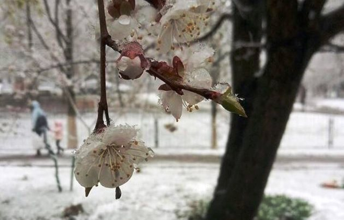 Цветущие деревья и тюльпаны в снегу: в Украине похолодало