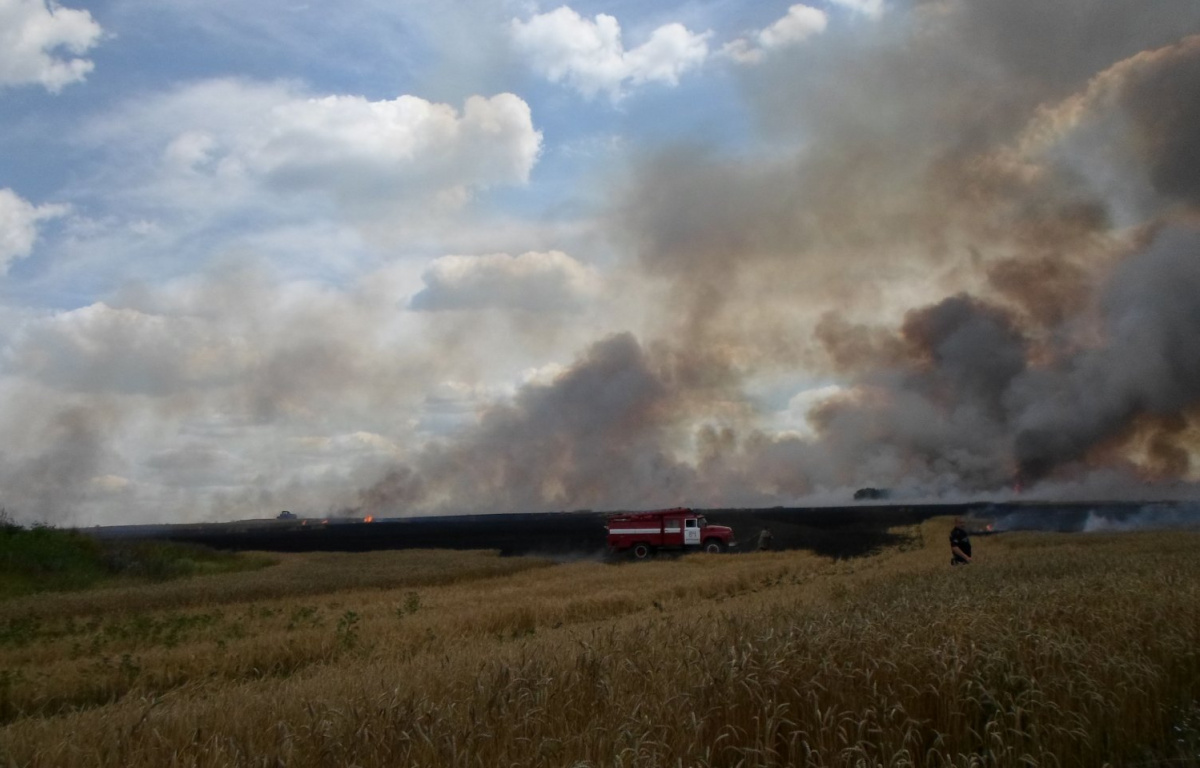 В Донецкой области из-за военных действий выгорело 60 га пшеницы