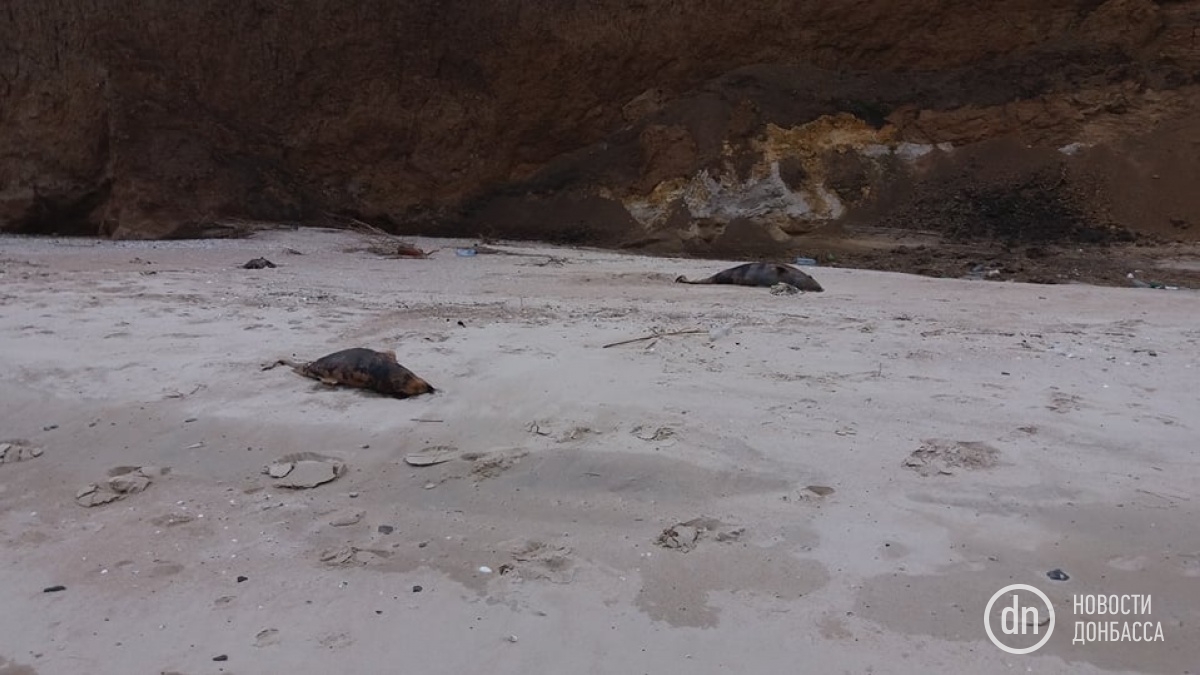 На побережье Азовского моря – мертвые дельфины