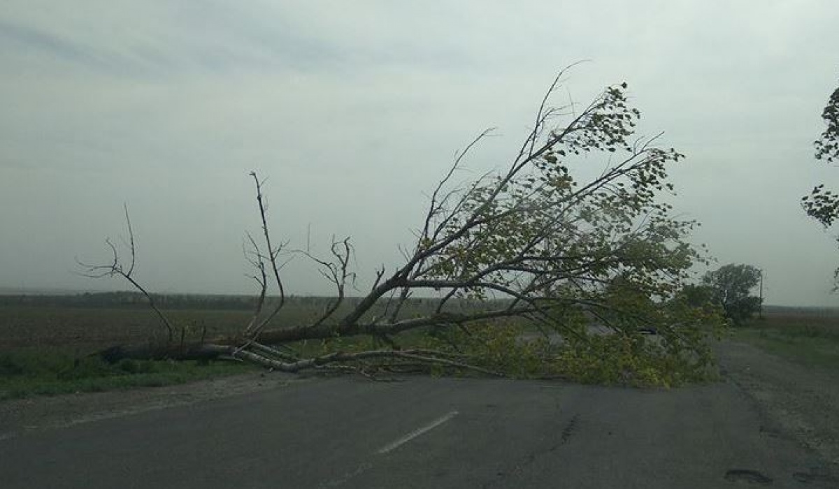 Сильный ветер в Донецке и других городах: падают деревья, горит трава