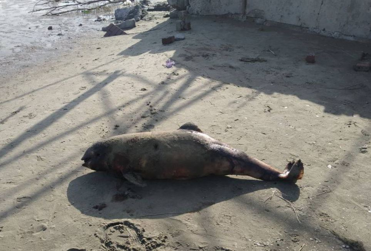 Маріупольська міськрада опублікувала фото мертвих дельфінів на березі Азовського моря