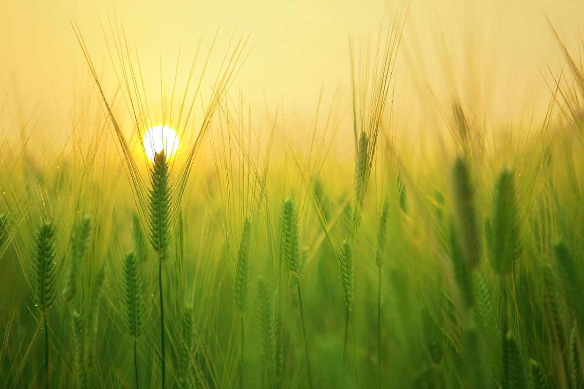 В этом году украинские аграрии могут собрать около 56,4 млн тонн зерновых. Фото: Pixabay