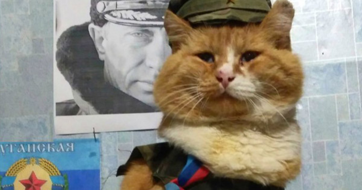 У Плотницкого решили выбрать кота-патриота «ЛНР»