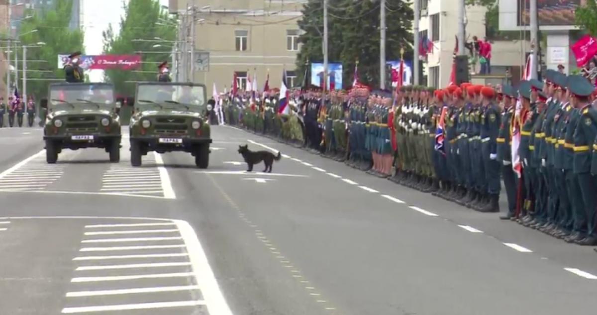 «Замаскированный сотрудник МГБ»: в сети обсуждают появление собаки на параде в Донецке