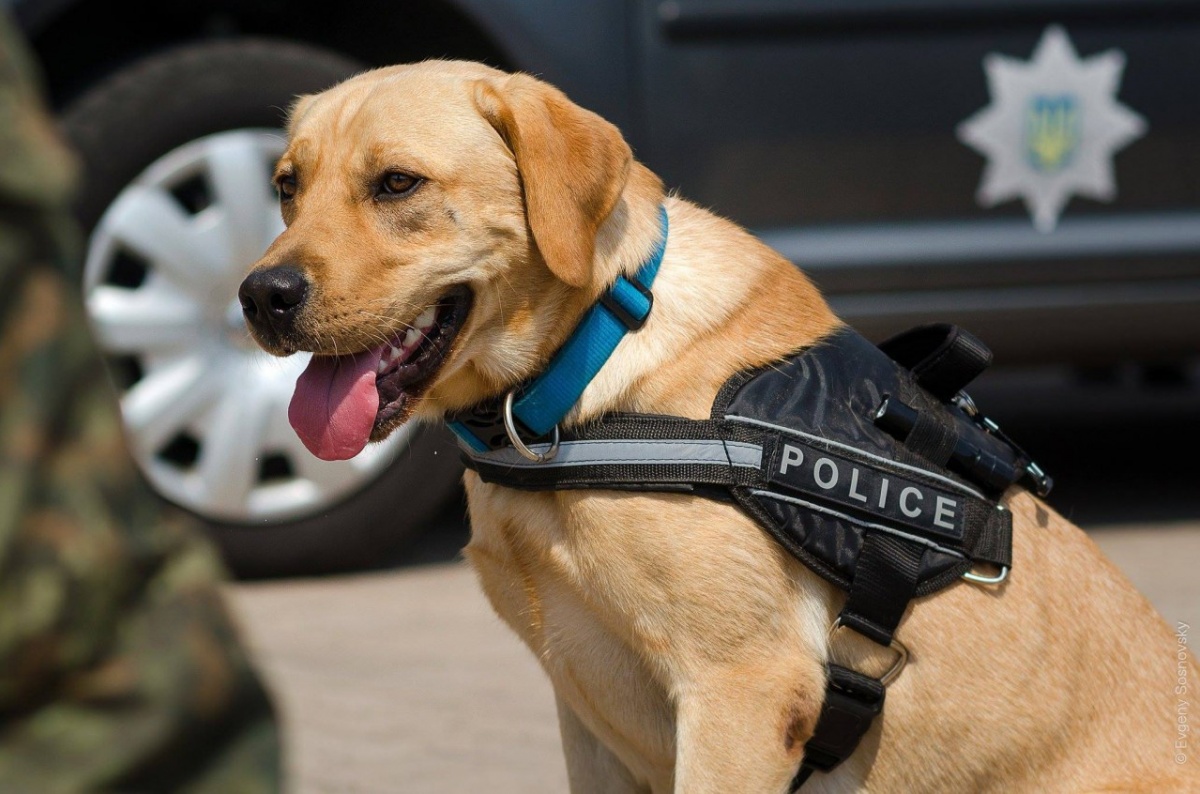 Полиция Донетчины любит публиковать фото служебных собак. Посмотрите на них!