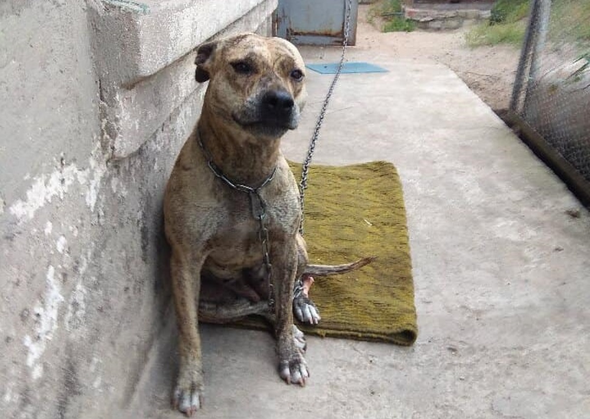 Минюст продает собаку из Донецкой области на аукционе. Министр объяснил