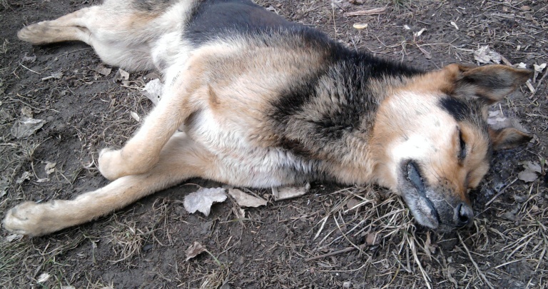 В Донецкой области животных травят запрещенным препаратом? (18+)