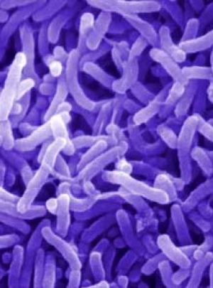 В Мариуполе холерой заболели два рабочих