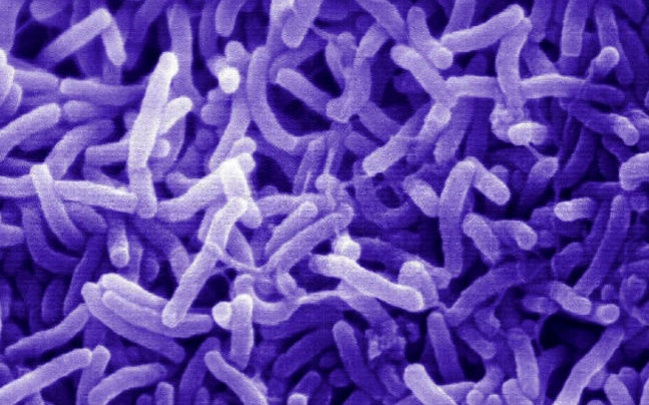 В СЭС заявляют, что холера была завезена в Мариуполь
