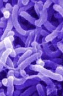 СЭС выявила очередного больного холерой в Донецкой области