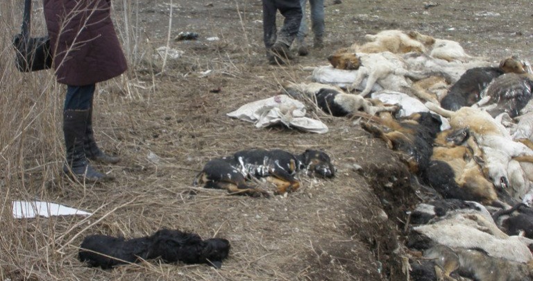 В Донецке продолжаются массовые убийства животных. Смотрите фото и видео