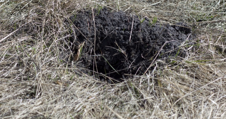 Житель оккупированной Луганщины получил ранения при попытке взорвать нору крота в огороде