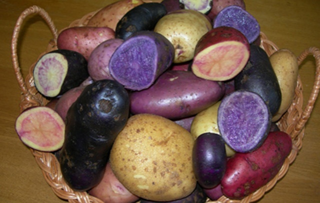В Беларуси вывели разноцветный картофель, обогащенный витаминами