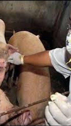 Луганская область ввела карантин в Краснодонском районе из-за африканской чумы свиней
