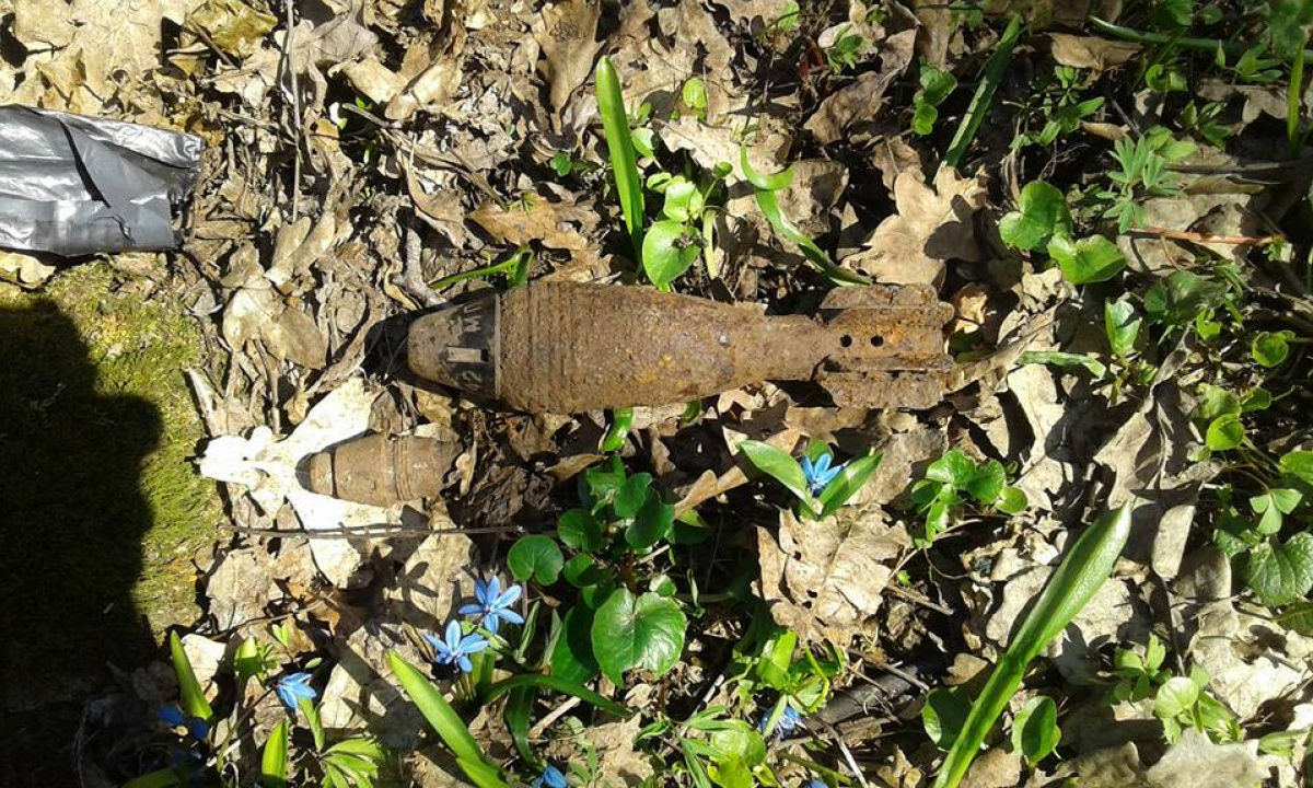 В Луганской области подростки в дупле дерева нашли мины