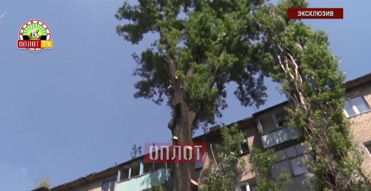 Дончане выступили против спила дерева, которое спасает их от осколков снарядов
