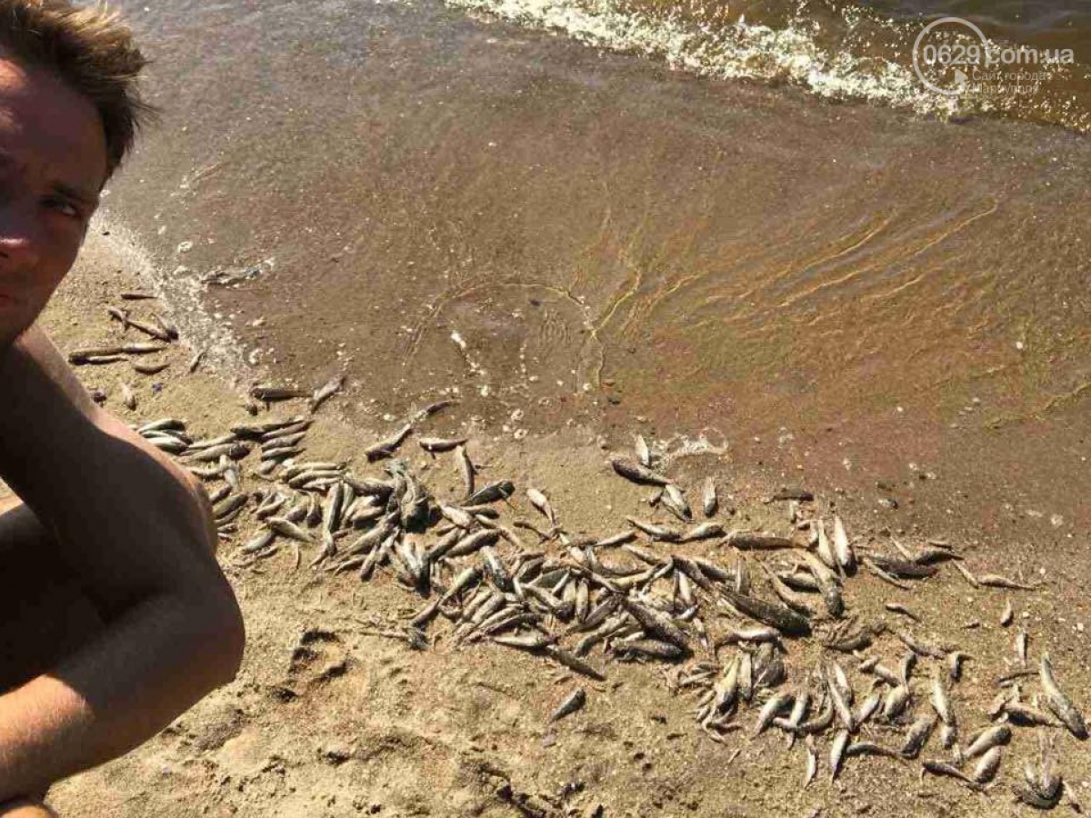 В Мариуполе на побережье Азовского моря выбросило мертвую рыбу