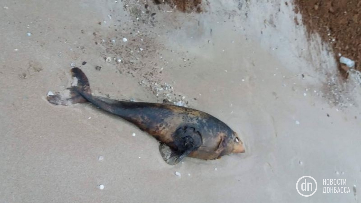 На Азовском побережье продолжают находить мертвых дельфинов