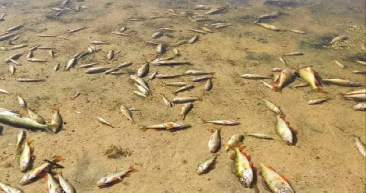 В реке Айдар на Луганщине погибло много рыб