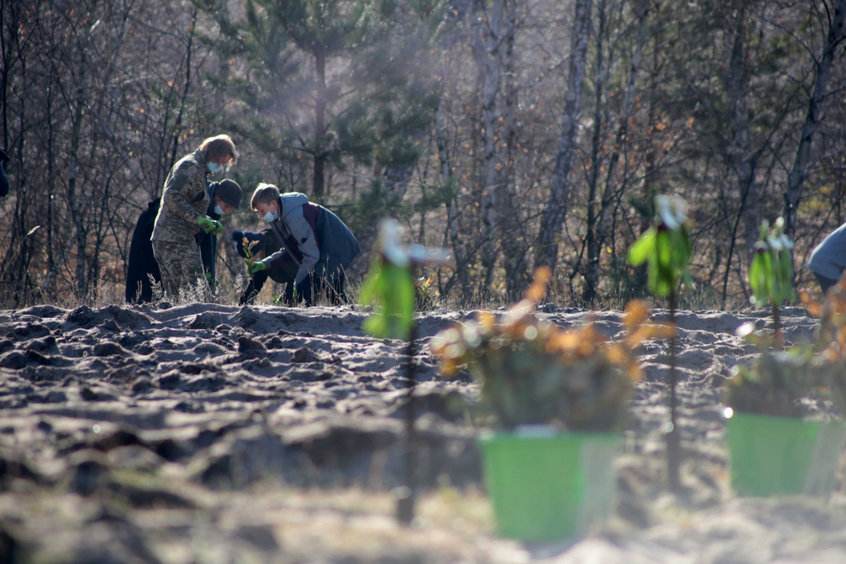 Высадка молодого леса на Луганщине. Фото: loga.gov.ua