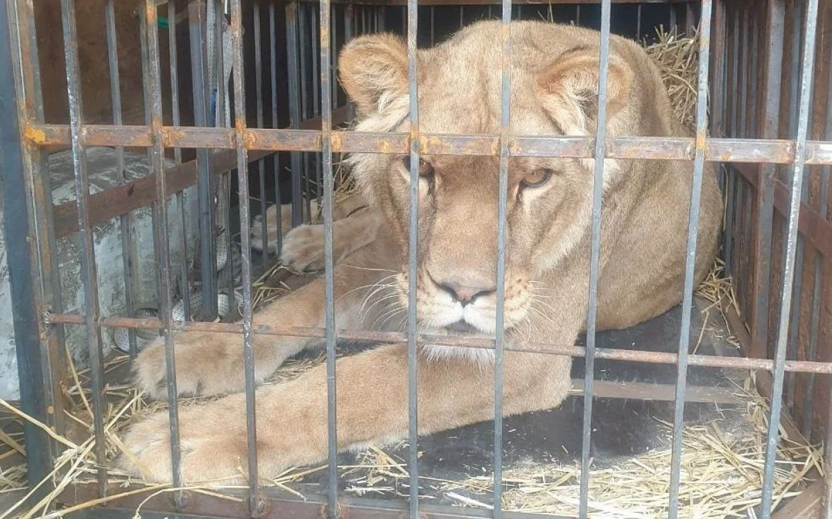 Спасенный лев из Краматорска. Фото: UAnimals