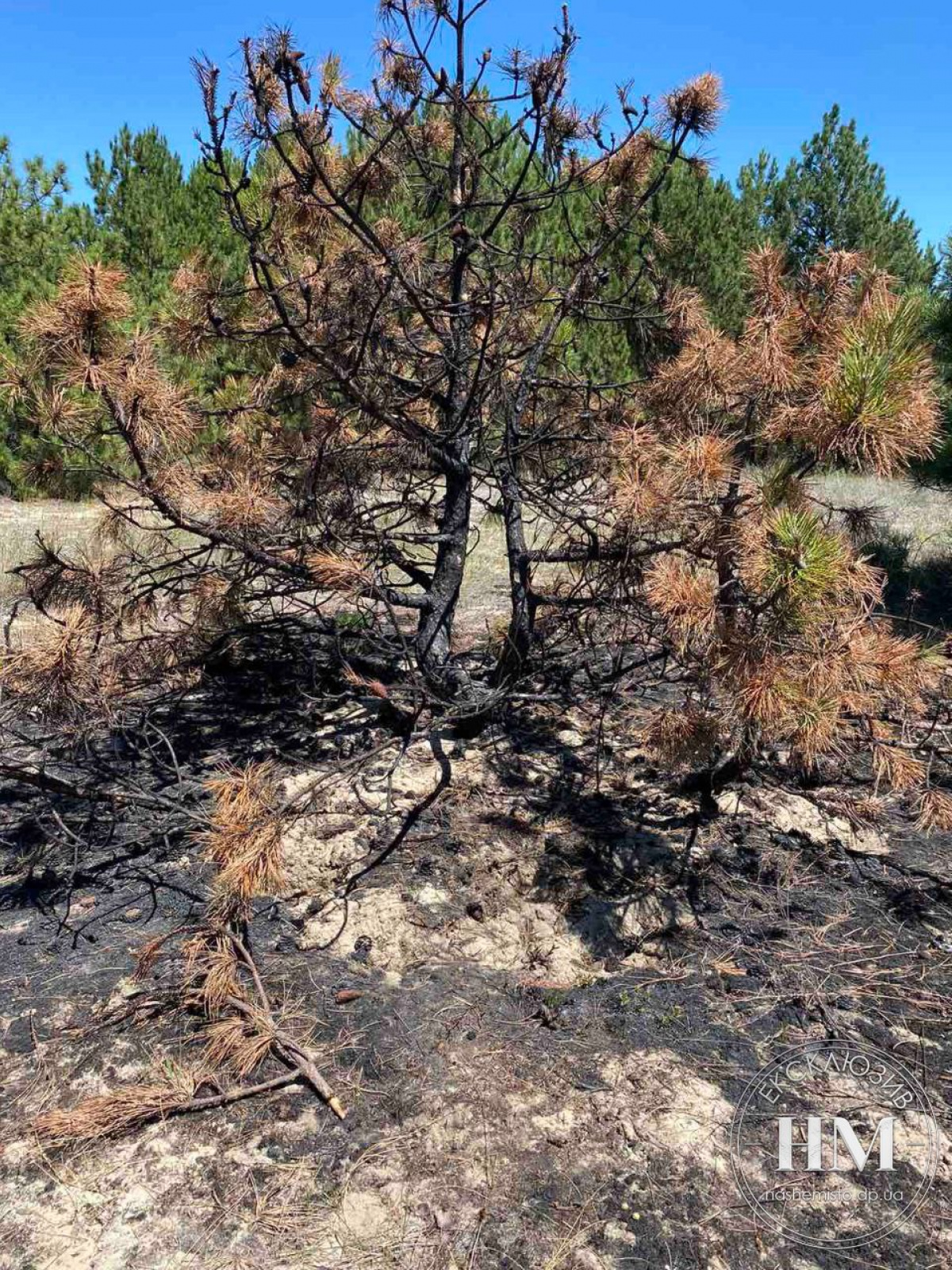 На территории Кинбурнской косы не утихают лесные пожары
