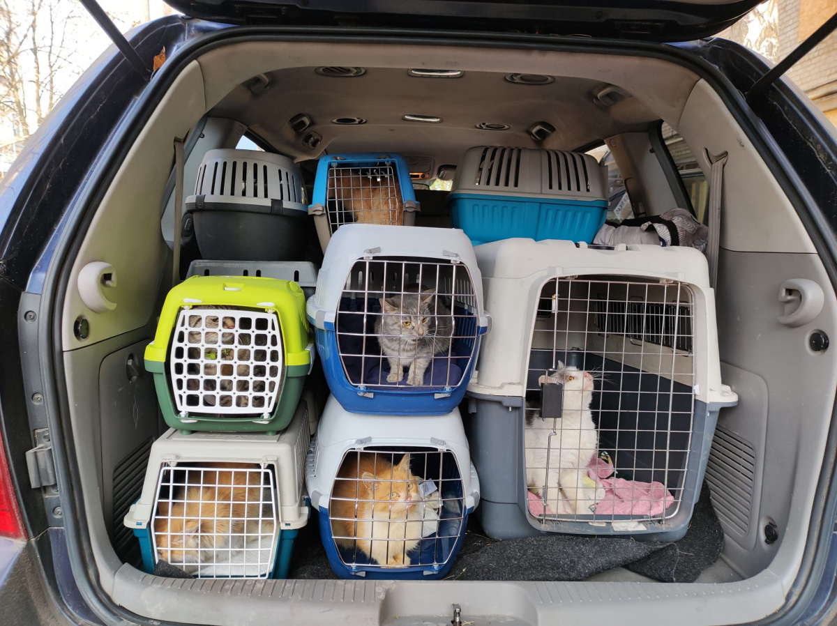 Волонтеры эвакуировали из Бахмута 27 кошек 