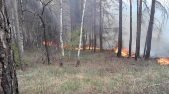 Пожежі у лісовому фонді Донецької області через обстріл РФ. Фото: Донецька ОВА