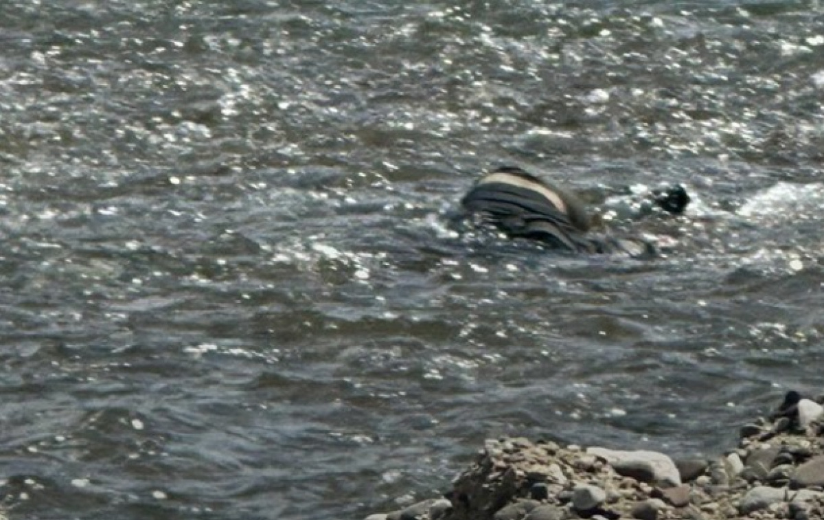 В приграничной реке Тиса обнаружили тела троих утопленников. Фото: Погранслужба  Украины
