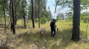 Пожары в лесах Донбасса: мины и растяжки мешают тушить огонь ►