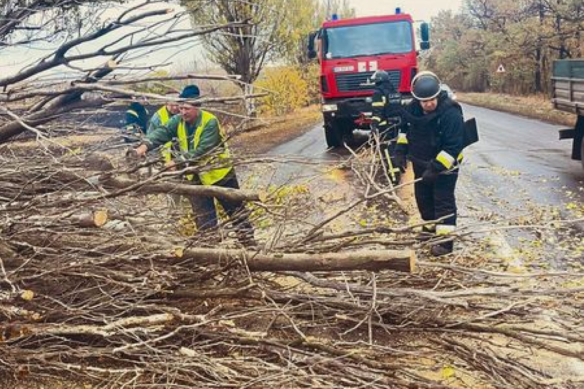 Дерево, которое упало на трассу в Донецкой области. Фото: ГСЧС