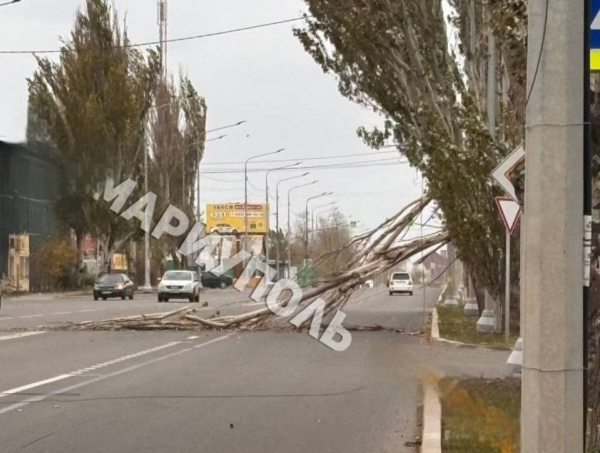 Из-за сильных порывов ветра в Мариуполе деревья падают прямо на проезжую часть. Фото: соцсети