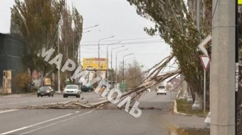 Из-за сильных порывов ветра в Мариуполе деревья падают прямо на проезжую часть. Фото: соцсети