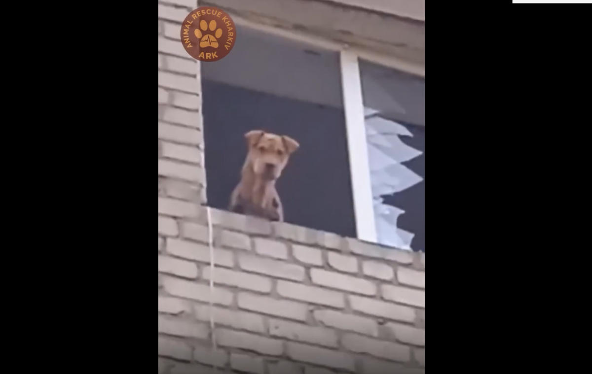 Скриншот: ARK (Общественная организация «Спасение животных Харьков») 