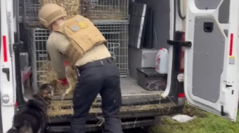 Эвакуация животных.
