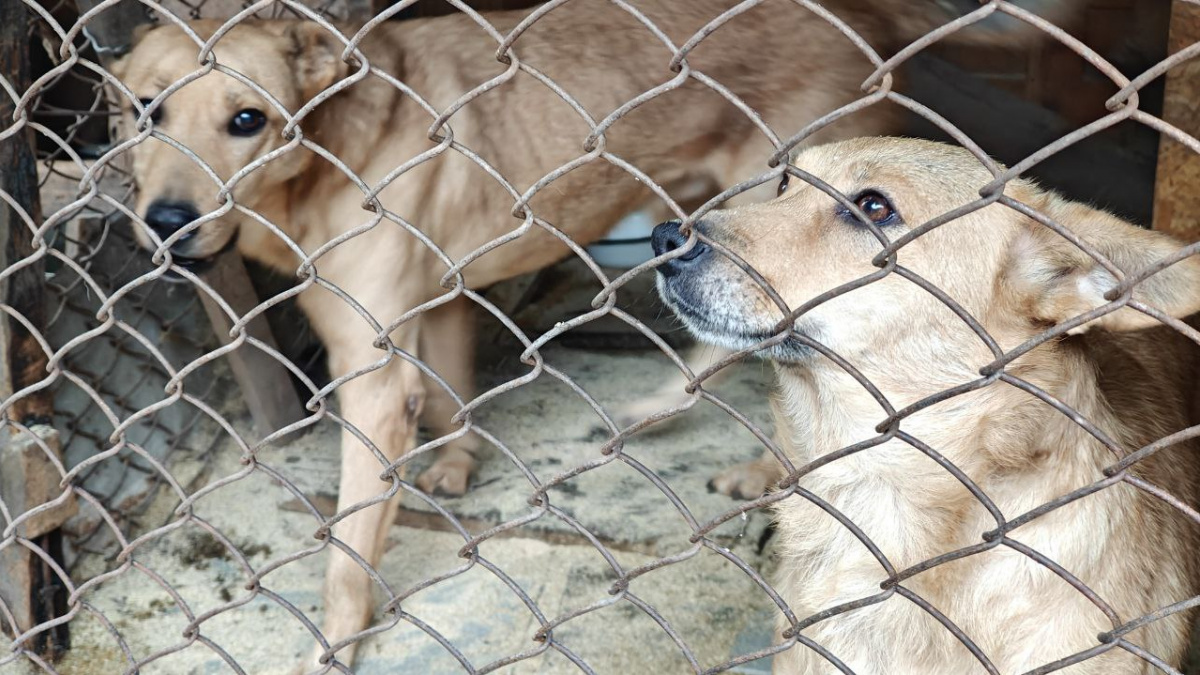 Животные на оккупированной Луганщине. Фото: «Правительство ЛНР»