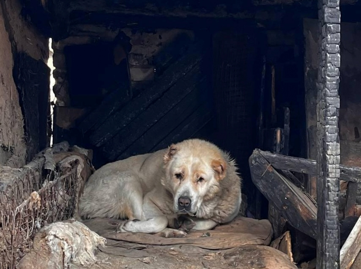 Алабай среди руин дома.