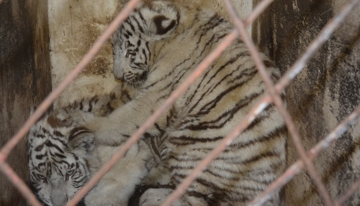 В мариупольском зоопарке теперь живут бенгальские тигрята