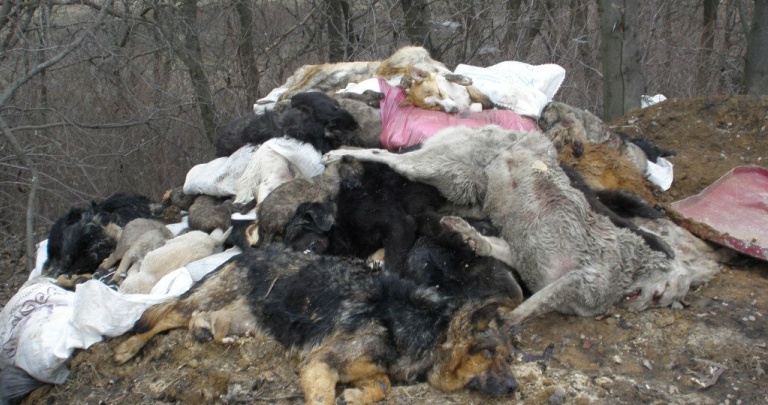 Власти Донецка назвали провокацией массовое убийство животных