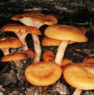 В Донецкой области 6 человек отравились грибами