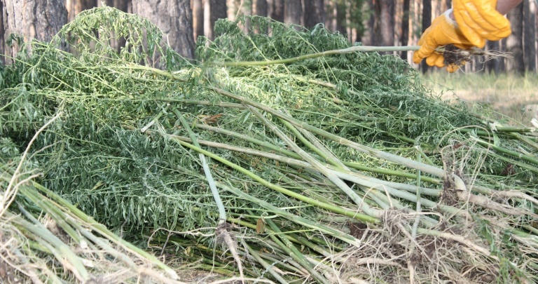 СБУ уничтожило 250 трехметровых кустов конопли на севере Донецкой области