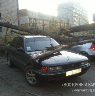В Луганске большое дерево упало на три машины