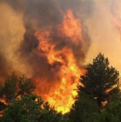 В Донецкой области зарегистрированы 229 лесных пожаров и 313 случаев незаконной рубки леса