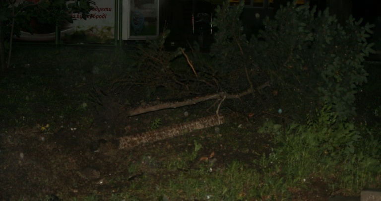В Донецке буря ломала деревья