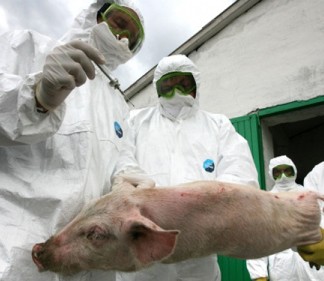 Госветслужба ввела карантин в 3 селах Луганской области из-за африканской чумы свиней