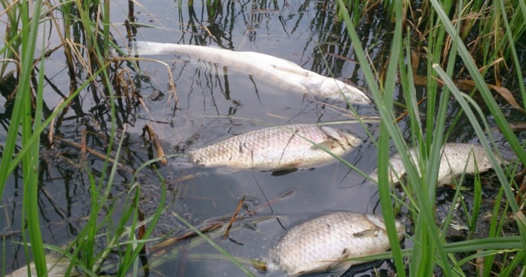 Мэр Донецка знает из-за чего гибнет рыба в реке Кальмиус