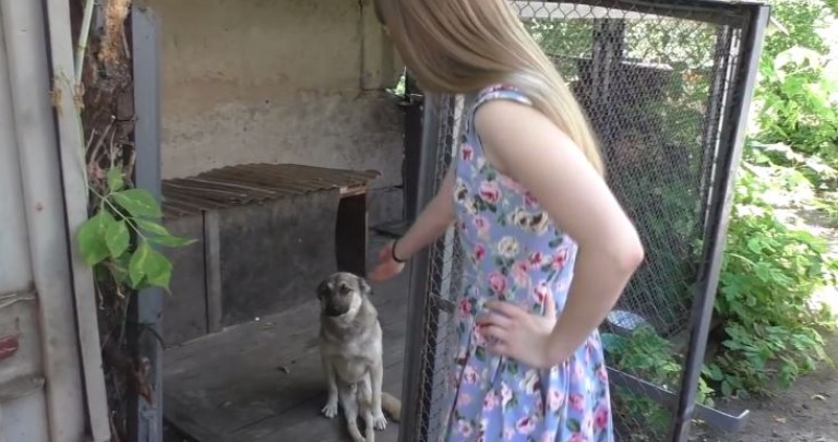 Донецкие волонтеры открыли приют для раненных при обстрелах собак
