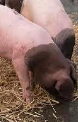 Госветслужба заявляет о выявлении африканской чумы свиней в Луганской области